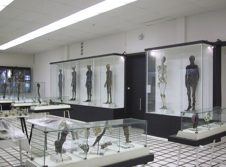Музей анатомии человека